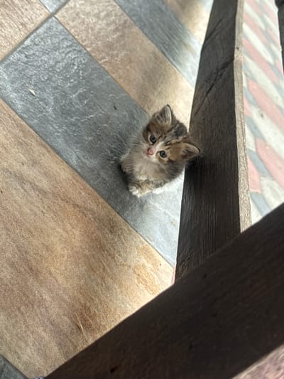 A very young kitten, with grey and brown tabby markings, is sitting on a tiled floor. The tiles are in alternating rectangular shapes, with some being grey and others a light brown or beige. The kitten is looking directly up at the camera with large, innocent blue eyes. Its small paws are tucked beneath it. The kitten appears to be under a wooden structure, possibly a bench or table, casting a shadow over it. The wooden structure is dark and textured. The background shows more of the tiled floor, with some diagonal lines of red and white visible at the top, suggesting another tiled area or perhaps a patterned surface above. The lighting suggests it is daytime, possibly outdoors given the tiled floor and wooden structure, which could be part of a patio or porch area in Bohunove, Ukraine. The kitten's expression could be interpreted as curious or perhaps a little timid. There is no visible text in the image.