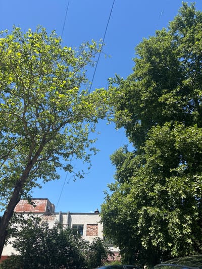 The image depicts a view upwards, looking at trees and a building against a clear blue sky. The trees, filled with green leaves, appear to form a canopy overhead. Power lines are visible running across the sky. A multi-story building is partially visible on the right side of the frame, featuring a mix of white facade and an aged brick section. The location is likely Yambol, Bulgaria, based on the provided context. No people are visible.