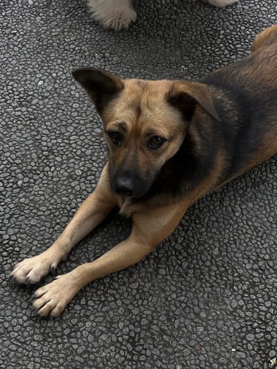 A medium-sized, short-haired dog with a tan and black coat lies on a dark gray surface composed of small, rounded stones. The dog's head is turned towards the camera, and its front legs are extended. A portion of another dog's white fur is visible in the lower left corner. The location is Canggu, Indonesia.