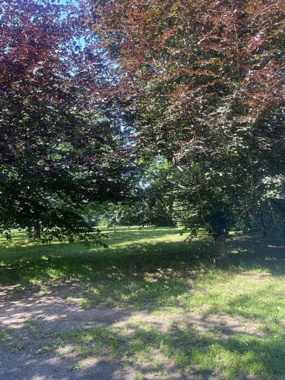 This image depicts a park scene with trees and a path. The foreground is dominated by the foliage of two trees, one with reddish-brown leaves and the other with dark green leaves. The trees cast dappled shadows on the grassy ground and the dirt path that runs alongside them. The path is textured, appearing to have some gravel or small stones embedded in the dirt. Sunlight filters through the leaves, suggesting a bright day. The overall impression is one of a tranquil, natural outdoor setting, likely a park or garden. There is no visible text in the image. The scene appears to be set in Maidstone, United Kingdom, suggesting a temperate climate and typical parkland vegetation.