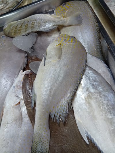 In Baan Lamai, Thailand, a close-up, overhead shot captures a metallic tray filled with various types of fresh fish, packed tightly together on ice. The fish are predominantly silver and white, with some exhibiting distinct yellow spots, particularly noticeable on the dorsal fins and bodies of several specimens. One fish in the foreground, with its head turned away from the camera, has a lighter colored body and is adorned with numerous small yellow dots. Another larger fish, positioned further back and to the right, displays a similar spotted pattern. The overall impression is one of a fresh seafood display at a market, with the cool presence of ice emphasizing the freshness of the catch. The lighting appears to be artificial, likely from overhead market lights, highlighting the scales and textures of the fish.