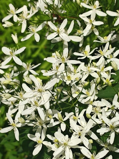 A close-up, eye-level, outdoor shot showcases a dense cluster of delicate white flowers with prominent yellow stamens, set against a blurred green background. The flowers exhibit a star-like shape with five petals. Several unopened buds, elongated and pale green, are interspersed among the blooms. Thin, wiry stems are visible, supporting the blossoms. The lighting suggests a bright, sunny day, casting subtle shadows on the petals. There are no people or man-made structures visible in the frame. The image is located in Vitsebsk, Belarus.