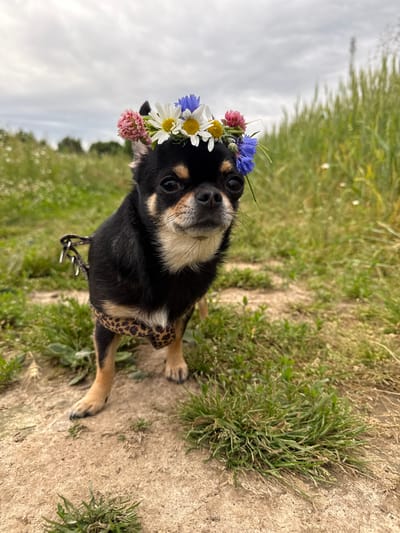 This media file features a small black and tan dog wearing a flower crown made of daisies, cornflowers, and pink clover. The dog is sitting in a grassy outdoor setting with a dirt path. The background consists of green grass and a hazy sky, suggesting an overcast day. The dog is looking towards the camera with a calm expression. A leopard-print dog harness is visible around its torso. The overall scene evokes a sense of summer relaxation, consistent with the provided location context of "Летний Отдых, Russia." No visible text is present in the image.