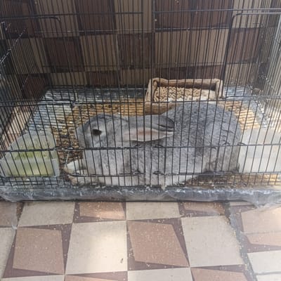 The image depicts a gray rabbit confined within a black wire cage. The cage is placed on a tiled floor in what appears to be an indoor setting, potentially in Bengaluru, India. A food dish containing pellets is visible inside the cage, along with a container holding a greenish liquid. Debris resembling spilled food is scattered inside the cage and on the floor around it. The background shows a brick wall.