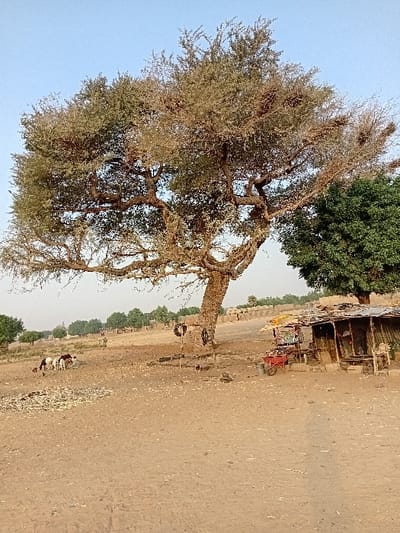 A large, leafy tree dominates the scene against a clear, blue sky. A narrow, sandy road runs alongside, lined with small structures and green vegetation. On the right, what appears to be a stall or shop sits near a small vehicle or cart. Further down the road, smaller trees and shrubs create a dense line of greenery. Old tires hang from the branches of the large tree, adding a playful element to the landscape.