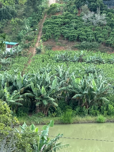 The image depicts a verdant hillside in Thôn 3, Vietnam, characterized by lush agricultural terraces. Dominating the foreground is a dense grove of banana trees with their characteristic large, broad leaves. Behind the banana trees, several rows of what appear to be coffee plants are visible, neatly arranged on the sloping terrain. Further up the hill, a dirt path winds its way through the vegetation, leading towards a cluster of trees and a small, red-roofed structure with white walls. The overall environment is one of natural beauty and agricultural activity, with a body of calm, greenish water in the lower part of the frame. The scene is devoid of human presence.