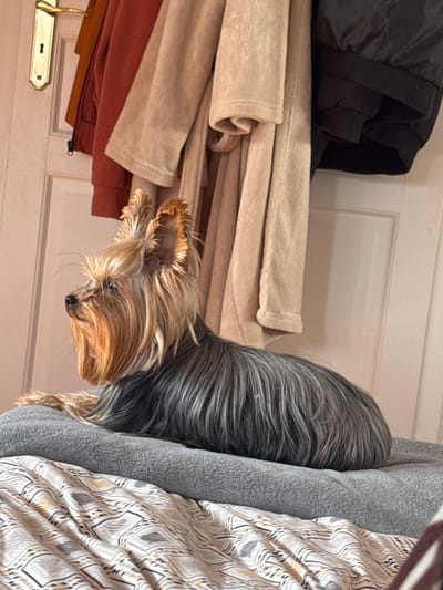 An indoor scene in Bischheim, France, depicts a Yorkshire Terrier lying on a grey plush dog bed. The dog, positioned in profile facing left, exhibits long, tan and blonde hair on its head, ears, and forelegs, transitioning to dark grey and silver fur on its body. Its ears are erect, and its gaze is directed slightly upwards and to the left. The dog bed rests on a bed with a patterned sheet featuring geometric designs in off-white, grey, and gold. In the background, a white door is visible, fitted with a brass-colored doorknob and keyhole escutcheon. Hanging on the door, from left to right, are a reddish-brown jacket, two light brown or tan bathrobes, and a portion of a black puffy jacket. No human subjects are present.