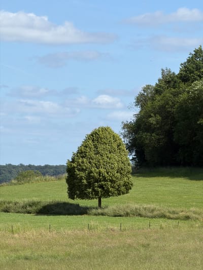 This detailed description pertains to an image captured in a rural landscape near Junglinster, Luxembourg, during daytime under clear weather conditions.
The scene depicts a wide-angle view of verdant fields under a partly cloudy, light blue sky. The upper portion of the frame is dominated by the sky, featuring several scattered, elongated white cumulus clouds. Small, dark specks, possibly birds or insects, are discernible in the sky.
The horizon line on the left and center-left reveals distant, dark green forested hills, indicating a rolling topography. On the right side of the frame, a dense, dark green deciduous forest line extends from the top right corner downwards, partially obscuring the horizon.
In the middle ground, centrally positioned, stands a solitary, full-bodied deciduous tree with a rounded canopy of vibrant green foliage. The tree casts a prominent, dark shadow extending to its left across a strip of taller, unmown grass. This strip of slightly disheveled, light green and beige grass runs horizontally across the mid-field, separating two distinct areas of shorter, mown grass.
The foreground consists of a large expanse of lighter green grass interspersed with dry, brownish-yellow stalks. Two slender, dark fence posts are visible in the lower foreground, suggesting a fence line that is not fully detailed. The lighting indicates direct sunlight, likely from the upper right, given the shadow direction. No human figures, animals, or artificial structures are present in the image.