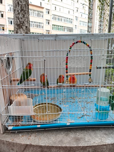 A white metal birdcage contains four small, colorful lovebirds. Two of the birds are perched on wooden dowels, while the other two are standing near a wooden dowel with a bell attached. A chain of colorful beads hangs above the birds. The cage is situated outdoors, with a tree trunk and a building visible in the background. Scattered birdseed is on the cage floor and on the ground outside the cage. The location is Jixi, China.