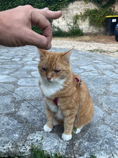 In La Couture-Boussey, France, an orange and white cat with a pink harness and leash is sitting on a cobblestone path. A human hand is poised above the cat's head, with a finger extended as if about to make contact. The cat appears to be looking down with a slightly sad expression. In the background, there is a stone wall covered in ivy, a black trash bin with a yellow lid, and a portion of a blue vehicle. The ground is made of irregular gray stones, and some grass and clover are visible at the bottom of the frame.