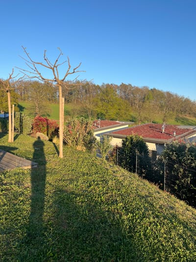 The photograph depicts a view of Chambœuf, France, showcasing a blend of residential architecture and natural elements. In the foreground, pruned trees with bare branches are visible, casting long shadows on the grassy lawn. The ground cover consists of green grass. Behind the trees, a low, reddish-brown roof can be seen, possibly of a residential building. The building is surrounded by dense greenery and trees. The sky is a clear, unclouded blue.