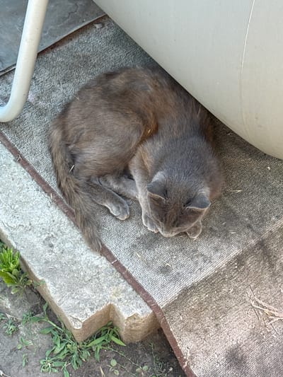 A medium-sized grey cat is curled up asleep on a rough, grey outdoor rug. The rug is positioned on a concrete surface next to a large, off-white object that appears to be part of a piece of outdoor furniture. The cat's body is tucked in, with its head resting on its paws and its tail wrapped around its body. There is some dry grass or straw scattered on the rug and on the cat's fur. Green weeds are growing out of cracks in the concrete around the rug. The scene is lit by natural sunlight, casting shadows. The location is outdoors in Bohunove, Ukraine.