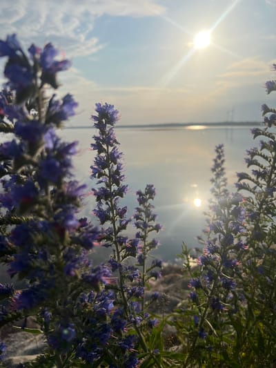 In Nasva alevik, Estonia, a close-up shot focuses on blooming purple wildflowers in the foreground. Behind the flowers, a body of water reflects the bright, setting sun, which creates a prominent lens flare. The sky is a mix of blue and white clouds. In the distance, silhouetted against the horizon, are wind turbines. The overall scene depicts a natural landscape at sunset.