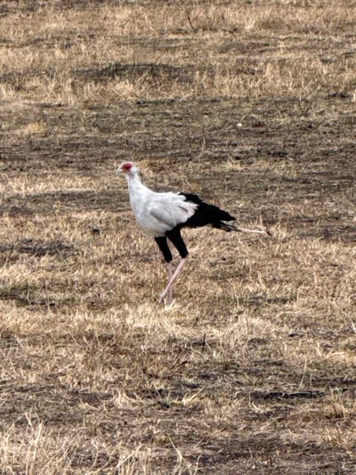 A secretary bird is viewed from above, walking on dry, brown vegetation that resembles tall grass or savannah. The bird has long, pink legs and a light grey head, neck, and breast. Its back is primarily black with some white patches. The bird's head is turned slightly downwards, as if inspecting the ground. The background texture adds a natural, earthy tone to the scene.