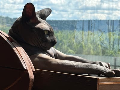 A sphynx cat is positioned in a wooden furniture piece, likely a cat bed or perch, with its body angled towards a window. The cat is dark gray, with visible wrinkles on its skin, and is wearing a gray sweater. Its head is turned to the right, looking out the window. The window shows a blurred outdoor scene with greenery and sky. The lighting suggests it is daytime, with sunlight casting shadows. The furniture is made of wood, with visible grain and some lighter-colored trim. The cat's front legs are extended forward, resting on the edge of the furniture. The environment appears to be indoors, with the window providing a view of an outdoor landscape, possibly in Sergeevka, Russia.
