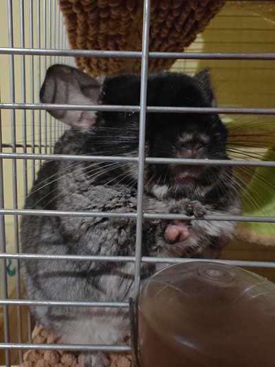 A close-up, eye-level shot shows a chinchilla inside a cage. The chinchilla is mostly black and grey, with a fluffy coat and long whiskers. It is holding a small pink paw up to its face, its tiny toes visible. The chinchilla's ears are large and prominent. The background is out of focus, but appears to be a cage with a brown, textured hammock-like object above the chinchilla and a green fuzzy background to its right. A brown water bottle is visible in the lower right corner of the frame. The cage bars are horizontal and silver, with vertical bars also present. The lighting is artificial and seems to be coming from above. The chinchilla appears calm and somewhat curious. The image was taken in Hadiach, Ukraine. There is no visible text.