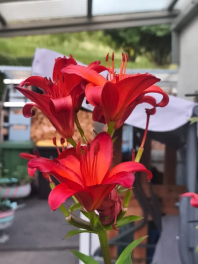 This is a close-up, vertical shot of a cluster of vibrant red lilies. The flowers are in various stages of bloom, with some petals unfurled and others still tightly closed. The stamens and pistils are clearly visible within the open blossoms. The background is blurred, showing hints of a covered outdoor area, possibly a patio or greenhouse, with greenery and structures suggesting a garden setting. The lighting appears natural, casting subtle shadows on the petals. No people or specific actions are depicted. The image does not provide any information to determine its location within Eitorf, Germany.