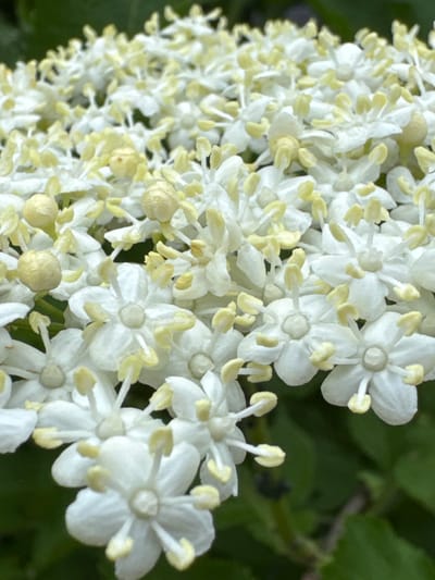 A close-up, macro shot displays a cluster of delicate white elderflower blossoms. Each small flower has five petals and is adorned with prominent yellow stamens. The background is a soft blur of green foliage. The image is a photograph taken outdoors.