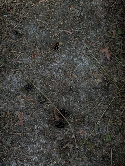 This is a top-down, full-frame, close-up shot of a forest floor in Ovsyanka, Russia. The scene is a natural, outdoor environment, likely in a coniferous forest, given the abundance of pine needles and pine cones scattered across the ground. The ground is composed of dark soil, mixed with lighter, sandy patches that have a somewhat speckled appearance.
The primary subjects are the natural elements of the forest floor. This includes numerous fallen pine needles, some appearing fresh and green, others dried and brown, forming a dense layer. Several pine cones are visible, varying in size and completeness, some appearing dark and intact, while others are lighter and more fragmented. Small, dried leaves, likely from deciduous trees that share the forest space, are also present, adding textural and color variation with their muted brown and reddish hues.
There is no discernible activity or event taking place. The image captures a static, undisturbed view of the ground. The lighting appears to be natural, suggesting it could be daytime, but the overall mood is subdued and perhaps slightly overcast, as there are no strong shadows. The location context of Ovsyanka, Russia, is strongly supported by the visual cues of a northern forest ecosystem. There is no visible text within the image.