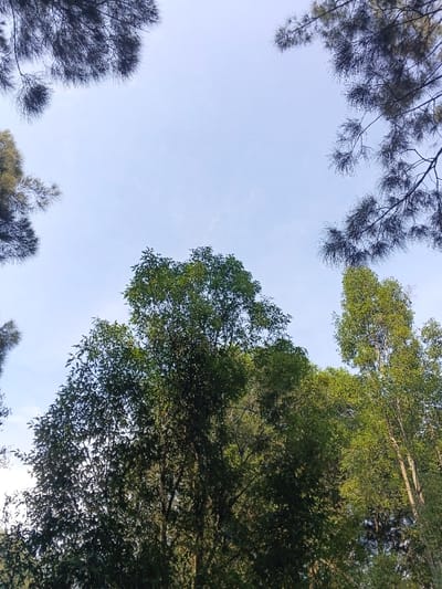 The image shows a view looking up into a forest canopy against a light blue sky. A mix of trees with varying foliage and branch patterns fill the frame. Some trees have dense, dark green leaves, while others have lighter, more sparse foliage. Darker coniferous branches are visible at the top edges. The overall composition conveys a sense of being surrounded by nature and looking upwards toward the sky through the trees.