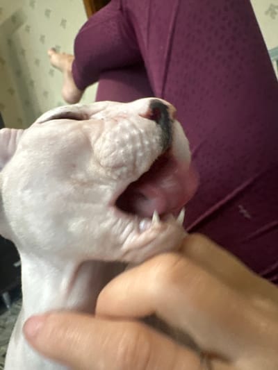 A close-up, eye-level shot focuses on the head of a hairless cat, possibly a Sphynx breed, with its mouth open and a pink tongue visible. Sharp white teeth are also exposed. A human hand is visible in the foreground, with a finger gently touching the cat's neck. The cat's skin appears wrinkled and light pink. In the background, a person wearing a dark purple, textured garment is seated, with a glimpse of a bare foot. The environment appears to be indoors, with a wall featuring a light-colored wallpaper with a subtle pattern. The scene does not contain any information that would allow for the identification of the city of Togliatti, Russia.