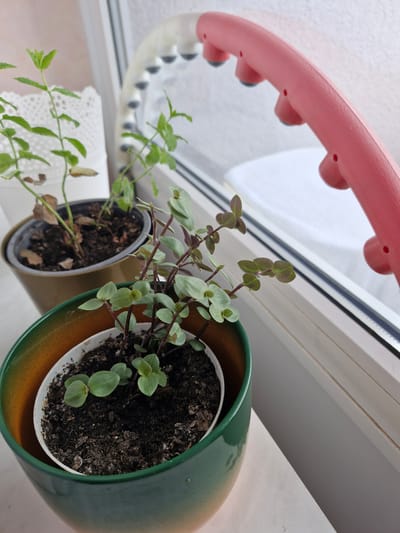 This image depicts an indoor scene, likely on a windowsill, featuring two potted plants. The plant in the foreground is a small succulent with reddish stems and small, rounded green leaves, potted in a white plastic container placed within a larger green and orange ceramic pot. Behind it, another plant with greener leaves and some browning is in a brown pot. In the background, a pink, curved object with several small grey bumps is visible, possibly a massage tool. The environment appears to be a home setting with a window and a white surface. There is no indication of the city of Bremen, Germany, in the image.