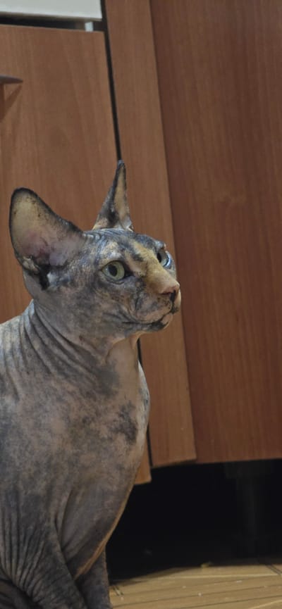 A Sphinx cat with mottled gray and tan skin and large ears is the subject of the image. The cat is looking to the right, with its head angled slightly upward. Its eyes are a vibrant green. The background consists of a wooden surface, likely cabinetry, with vertical lines suggesting drawers or doors. The lighting is warm, casting soft shadows. The image appears to be an indoor photograph.