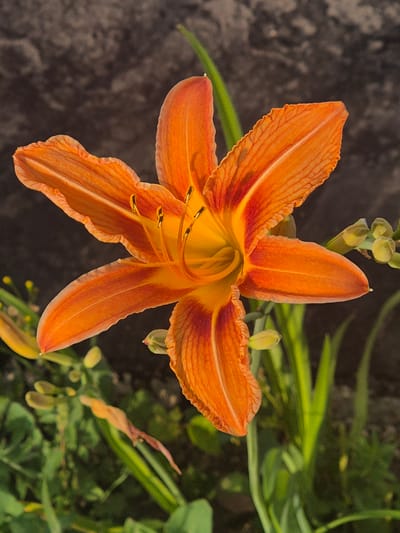 This is a close-up, high-angle photograph of an orange daylily in bloom. The flower is the primary subject, with its vibrant orange petals, some edged in red, unfurling outwards. The center of the flower reveals yellow stamen tipped with dark anthers, and the inner petals have a gradient of yellow. Several green, undeveloped buds are visible above and to the right of the main flower, suggesting it is currently blooming season. The background is a mix of dark, textured stone on the left and out-of-focus green foliage on the right, hinting at a garden or natural setting. The lighting suggests it is daytime, with the sun illuminating the flower. There is no visible text in the image. The setting, Kokshetau, Kazakhstan, would imply a temperate climate, likely experiencing warm summer days during the time this photo was taken.