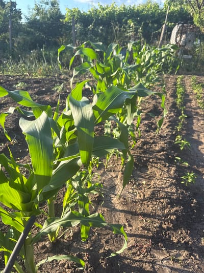 In Marinka, Bulgaria, a sunlit, cultivated garden plot features rows of young corn stalks, their vibrant green leaves catching the light. The soil is dry and cracked in places, indicating a need for water. Beyond the corn, other young plants are visible in a row. The background is a blur of greenery, with trees and a fence suggesting the edge of the property. A piece of equipment, possibly a hose or irrigation tube, is partially visible in the foreground. The scene depicts a typical agricultural setting in a rural area.