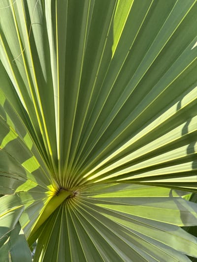 The image is a close-up, abstract view of a large, green palm frond. The frond is fanned out, with numerous ribbed sections radiating from a central point. Sunlight filters through the frond, creating areas of bright illumination and dappled shadow, highlighting the translucent nature of the leaf. The vibrant green of the frond suggests it is healthy and lush. The texture of the leaf is detailed, with visible lines and veins. The overall impression is one of natural beauty and the intricate patterns found in plant life. There are no people, text, or specific identifiable objects other than the palm frond itself. The lighting suggests it is daytime, possibly with the sun positioned to create these patterns of light and shadow. The context provided indicates the location is Kathu, Thailand, implying a tropical or subtropical environment where such palm fronds are common.