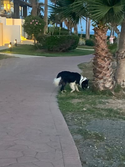 A black and white dog is on a paved path next to a grassy area. The dog is sitting and looking to the right. In the background, there are palm trees, vegetation, and a body of water. The sky is visible with a hint of blue. The scene appears to be outdoors. The lighting suggests it might be early morning or late afternoon. In the far background, through the palm trees, a pink bird is visible in flight. Further in the distance, there is a building with illuminated lights. The overall setting is a tropical or subtropical environment, likely a resort or park.