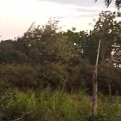 A blurry landscape image showcases a rural scene. Tall green grass fills the foreground. Beyond, a dense thicket of bushes and trees extends toward the horizon. The sky is visible above the foliage, a pale, overcast hue. A utility pole stands out amidst the greenery on the right. The overall impression is one of overgrown, untamed nature.