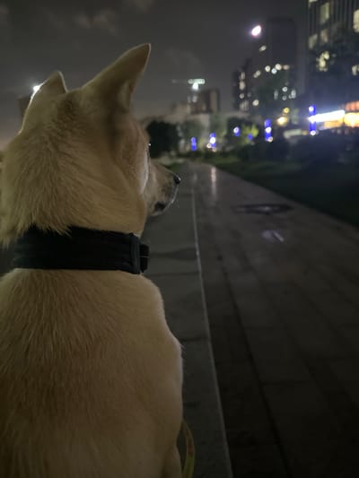A light-colored dog with a black collar is facing away from the camera, looking out at a city street at night. The street is paved with light-colored tiles and is wet, reflecting the lights from the buildings in the background. The buildings are illuminated with various lights, some of which are blurred due to the low light conditions. The sky is dark and cloudy. The scene appears to be in an urban area.