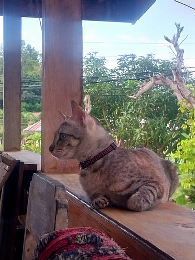 A tabby cat with a red and black collar is resting on a wooden surface outdoors. The cat is looking to the left of the frame. Behind the cat, there is lush green foliage and a partly cloudy sky. The scene appears to be a porch or veranda of a house.