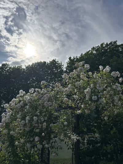 This image depicts a vibrant garden scene in Noordwijk, Netherlands, dominated by a profusion of white roses climbing over a wooden arbor. The roses are in full bloom, with numerous clusters of delicate white petals creating a lush, cascading effect. Behind the roses, a dense canopy of dark green trees forms a natural backdrop. The sky above is dynamic, featuring a mix of bright sunlight breaking through scattered, wispy clouds, creating a dramatic interplay of light and shadow. The overall impression is one of natural beauty and tranquil outdoor scenery.