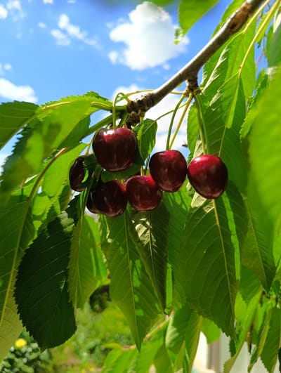 A close-up, low-angle, outdoor shot showcases a cluster of dark red cherries hanging from a branch, partially obscured by vibrant green leaves. The cherries are plump and glossy, with some reflecting sunlight. Behind the foliage, a bright blue sky with scattered white clouds is visible, suggesting a sunny day. The background is softly blurred, hinting at a natural environment, possibly a garden or orchard, with green vegetation and some yellow flowers in the distance. The scene appears to be in the city of Biliaivka, Ukraine, given the context provided. No people or specific actions are depicted.