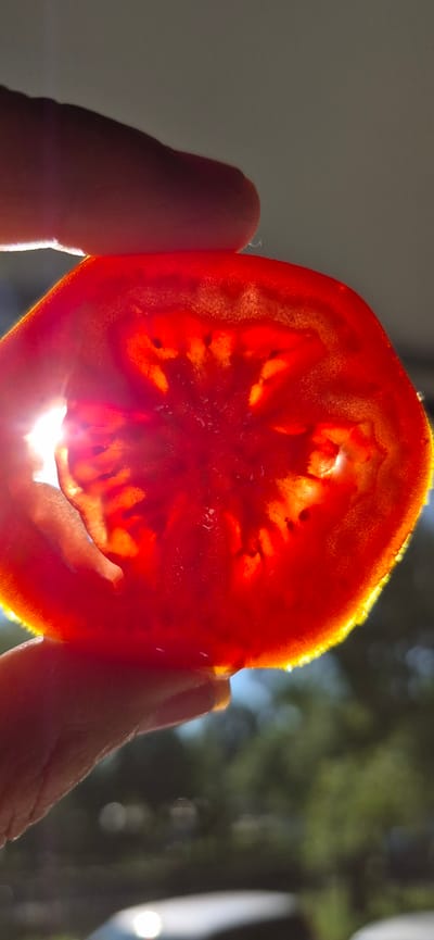 A close-up, backlit shot shows a slice of tomato held between two fingers against a bright sky. The tomato slice, translucent and vibrant red, reveals its internal structure with seeds and fleshy partitions. Sunlight streams through the tomato, creating a starburst effect and highlighting the textures. The fingers, appearing to be from a person, gently grip the edges of the slice. The background is out of focus, showing hints of green foliage and possibly a blurred object at the bottom, suggesting an outdoor setting. The image's composition emphasizes the delicate translucence of the tomato and the dramatic play of light. The scene is set in the city of Ussurijsk, Russia.