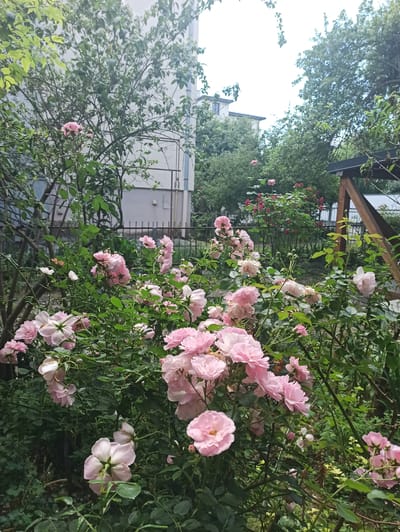 The image depicts a garden scene in Lviv, Ukraine, with a focus on a dense cluster of pink roses in the foreground. The roses are in various stages of bloom, with some fully open and others still in bud. The greenery of the rose bushes is lush and vibrant, providing a rich backdrop for the flowers.
In the background, hints of an urban environment are visible. A modern building with white walls and windows can be seen to the left, suggesting a residential or public space. A wooden pergola or trellis structure is also present, partially obscured by the foliage, adding an architectural element to the natural setting. The overall atmosphere is one of serene natural beauty, with the vibrant pink of the roses creating a cheerful and inviting ambiance. The lighting suggests it is daytime, possibly late afternoon given the softer light. There is no visible text in the image.