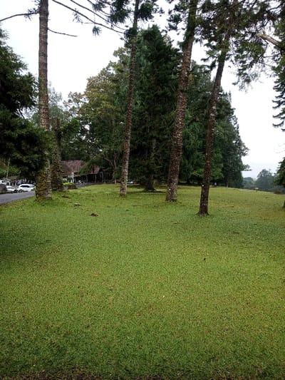 This image depicts a wide, verdant grass field located in Pachmarhi, India, under an overcast sky. In the foreground and mid-ground, numerous tall, slender trees with dark, textured trunks are distributed across the bright green, well-maintained turf. To the left mid-ground, a paved road with several parked light-colored cars is visible. Beyond the road, a low-slung building with a dark, possibly thatched or tiled roof and a prominent covered entrance or veranda is nestled among dense trees. A few indistinct human figures are visible near the building and walking on the grass further to the right. The background on the right shows a gently sloping, open landscape receding into a hazy distance.
