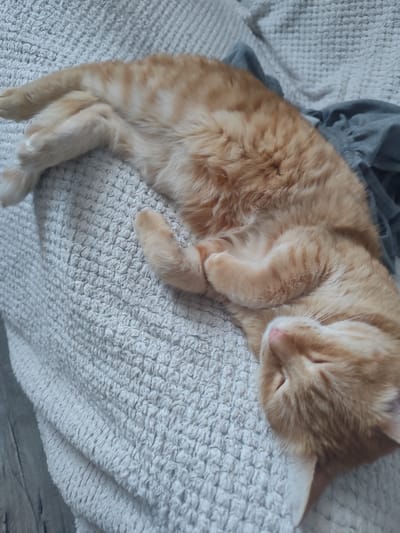 The image shows an orange tabby cat sleeping on a textured white blanket. The cat is lying on its side, curled up with its paws tucked in. Its eyes are closed, and its nose is pink. The cat's fur is a warm orange color with darker tabby stripes. A gray piece of fabric is visible behind the cat, possibly a blanket or clothing. The lighting suggests it could be daytime, though no specific time can be determined. The scene is a domestic setting, likely a home in Shakhtinsk, Kazakhstan, given the provided location context. The overall mood is peaceful and relaxed, conveying a sense of comfort and a quiet moment of rest for the animal. There is no visible text in the image.