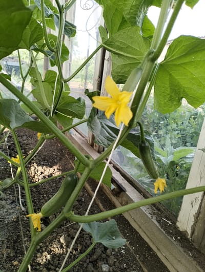 In Makinsk, Kazakhstan, a close-up shot captures a cucumber plant in a greenhouse. The plant is adorned with several small, green cucumbers, some still with yellow blossoms attached. The main subject is a mature stem of the cucumber plant, which is a vine with fuzzy green surfaces and prominent nodes where leaves and fruits emerge. Leaves are large, green, and deeply veined, creating a lush canopy.

The cucumbers vary in size, with one prominent fruit hanging downwards, still bearing a yellow flower. Another smaller cucumber is visible further up the stem, also with a flower. The scene is set within a greenhouse, indicated by the wooden framing and glass panes visible in the background. Sunlight streams through the glass, illuminating the plant and casting shadows on the dark soil below. The soil appears rich and slightly moist, suggesting a well-tended garden.

The overall impression is one of growth and abundance. The time of day appears to be daytime, given the bright sunlight. The weather seems favorable for growth, likely warm and sunny. The location cues of the greenhouse structure and the presence of a specific plant suggest a horticultural setting. There are no people or visible text in the image.