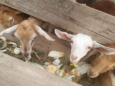 Two young goats, one predominantly white with pink accents on its ears and nose, and another a light brown with darker markings on its face, are peering through a gap in a wooden fence. The white goat is closer to the camera, its head tilted slightly to the right, revealing large, expressive eyes. The brown goat is positioned to the left, its head also turned towards the camera, with its long ears hanging down. Behind them, glimpses of other goats with reddish-brown fur can be seen. The goats are in an enclosure, with dry grass, straw, and discarded vegetable peels, possibly from onions and corn husks, scattered on the ground. The wooden fence is weathered and appears rustic. The lighting suggests it is daytime, possibly late morning or afternoon, with natural light illuminating the scene. The overall impression is one of curious and gentle animals in a farm or rural setting. There is no visible text in the image.