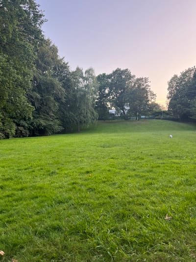 The image depicts a grassy park on a gentle slope in Bottrop, Germany. A dense line of trees forms a natural border along the left and background of the park. In the middle ground, a small white dog is running across the lawn. The sky above is a soft gradient of pale blue and pink, suggesting it is either early morning or late evening. The grass is a vibrant green and appears well-maintained, with a few scattered yellow wildflowers. The overall scene is peaceful and natural.