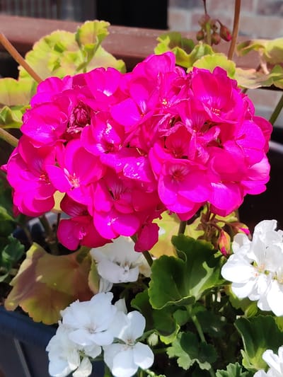 This is a close-up, eye-level, outdoor shot of bright pink and white geraniums in a dark blue pot. The pink geraniums are in full bloom, forming a large cluster of flowers in the foreground. Their petals are a vibrant, almost neon pink, with some delicate white speckles visible on a few of them. The centers of the pink flowers show hints of yellow and red stamens.
Behind the pink flowers, and also visible in the lower right and center-left of the image, are clusters of white geraniums. These are also in bloom, with smaller, more delicate white petals.
Green geranium leaves with deeply lobed edges are interspersed with the flowers. Some of these leaves are a standard green, while others have a reddish-brown mottling, particularly towards the edges, suggesting the presence of a variety with variegated foliage. A few unfurled or partially unfurled flower buds in shades of pink and green are visible above the pink flowers.
The background is out of focus, but appears to be a brick wall and a wooden surface, possibly a fence or railing, suggesting the plants are in a garden or on a patio. There are no people or animals in the image. The lighting is bright, indicating it is daytime, likely sunny, causing some highlights on the petals. This scene is consistent with a residential setting in Dolgoprudny, Russia, where such potted flowers are commonly used for decoration.