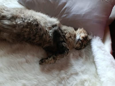 A brown and black tabby cat is sleeping on its back on a soft, white rug. The cat's eyes are closed, and its head is tilted back. It is lying next to a light gray pillow. The cat's fur is long and fluffy. The scene appears to be indoors, with soft lighting that suggests it is daytime. The cat looks very relaxed and comfortable. There is no visible text in the image. The location is Chetroșica Veche, Moldova.