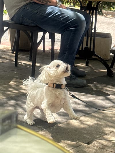 A tilted, sunlit outdoor photograph captures a person and their small white dog at what appears to be a cafe or public seating area in Givatayim, Israel.

The main subjects are a person, visible from the waist down, and a fluffy white dog. The person is wearing blue jeans and dark-colored shoes, possibly boots, and is seated in a dark metal outdoor chair, only partially visible. A silver-colored watch is on their left wrist, and a tattoo is visible on their left forearm.

Beside the person, a small, white-furred dog, resembling a Maltese, stands attentively on the paved ground. The dog is wearing a light-colored harness, and a black leash is attached, leading upwards and out of frame. It looks intently upwards and slightly to the left, towards the person or something above. Its fur is shaggy and appears well-groomed.

The setting is outdoors, characterized by patterned light-colored paving stones on the ground. Strong sunlight casts distinct shadows of the chair, the person, and possibly overhead foliage or structures onto the ground, indicating a clear, sunny daytime environment. Some green leaves are visible on the far left edge of the frame. The edge of a light-colored table is visible in the bottom right corner.

The scene depicts a calm moment of companionship, possibly during a break or meal outdoors. There is no visible text in the image.