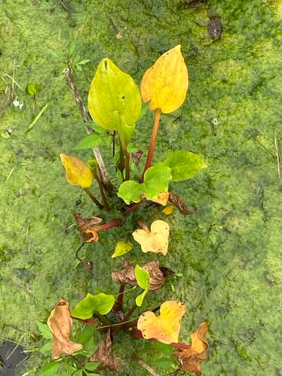 An overhead shot shows a plant with green and yellow leaves emerging from murky green water. The water's surface is covered in a thick layer of algae, creating a bumpy texture. Several dry, brown leaves are also visible, some floating on the surface and others attached to the plant's stems. The plant's stems are reddish-brown. The scene is set in the city of Mayachnoye, Russia.