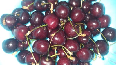 This is a close-up, overhead shot of a bowl filled with ripe, dark red cherries. The cherries are glossy and plump, with some still attached to their thin, green stems. A few of the stems have dried, lighter-colored ends where they were attached to the tree. The bowl appears to be a bright, light blue color, and it is only partially visible at the edges of the frame, suggesting the cherries fill most of the bowl. The lighting is bright, creating highlights on the cherries and casting subtle shadows, indicating it might be daytime. There is no text visible in the image. The scene is simple and focuses entirely on the fresh fruit, evoking a sense of natural abundance and ripeness. The setting is a bowl, likely in a kitchen or on a table, given the context of Perea, Greece, where cherries are a common fruit.
