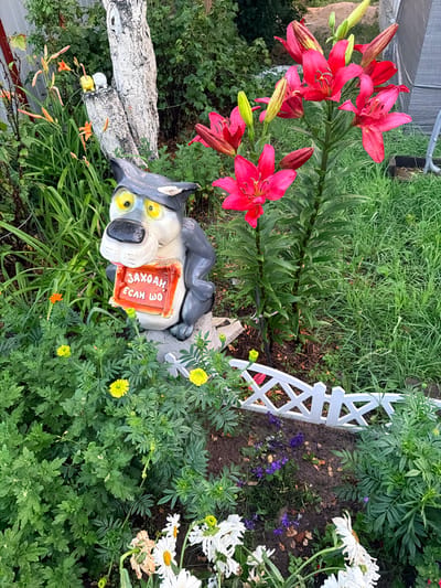 This is a medium shot of a garden in Радужскі сельскі Савет, Belarus. The foreground features a garden gnome shaped like a dog, holding a red sign with Russian writing on it. The dog statue is gray with yellow eyes and a black nose. Behind the dog, a tall stalk of pink lilies is in bloom, with several buds. To the left of the dog and lilies, there are smaller orange and yellow flowers. A white, decorative fence runs across the middle of the image. The background consists of green grass, trees, and some fencing. The overall impression is a well-tended garden, likely in a rural or suburban setting.
