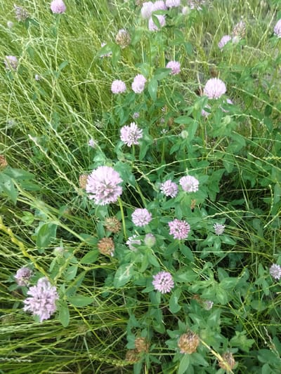 The image depicts a close-up view of a patch of red clover (Trifolium pratense) flowers interspersed with tall green grass. The clover flowers are predominantly light pink and spherical in shape, with some appearing slightly wilted or in bud. The grass is dense and varies in height, creating a natural, wild environment. There are no people or man-made structures visible in the image. The scene appears to be an outdoor setting, likely a meadow or a grassy area. The location is identified as Ananiv, Ukraine.